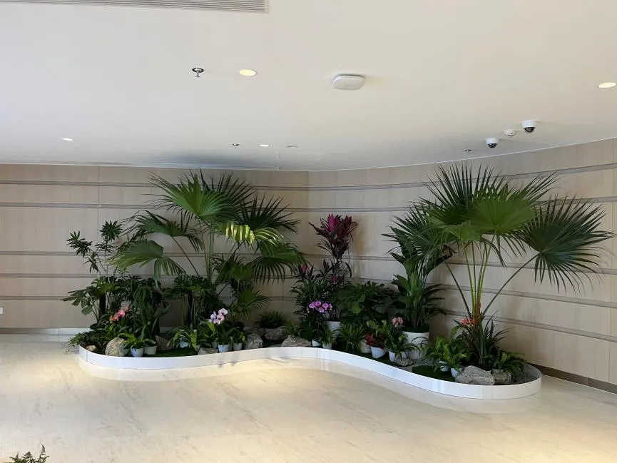 江北盆景出租方案来袭，绿植焕新好去处！